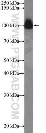 CDC5L Antibody in Western Blot (WB)