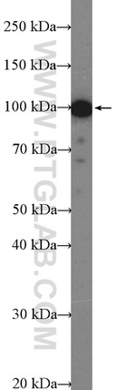 CDC5L Antibody in Western Blot (WB)