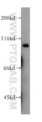 CDC5L Antibody in Western Blot (WB)