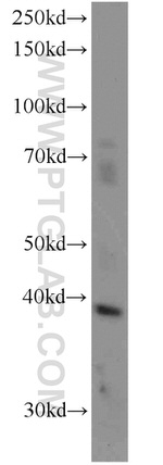 Glypican 4 Antibody in Western Blot (WB)