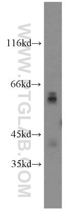 Glypican 4 Antibody in Western Blot (WB)