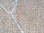 THRSP Antibody in Immunohistochemistry (Paraffin) (IHC (P))