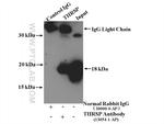 THRSP Antibody in Immunoprecipitation (IP)