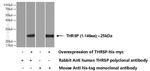 THRSP Antibody in Western Blot (WB)