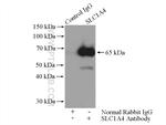 SLC1A4 Antibody in Immunoprecipitation (IP)