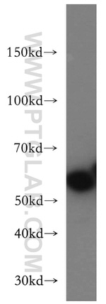 SLC1A4 Antibody in Western Blot (WB)