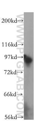 NUP93 Antibody in Western Blot (WB)