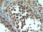 DNAJC10 Antibody in Immunohistochemistry (Paraffin) (IHC (P))