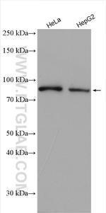 DNAJC10 Antibody in Western Blot (WB)