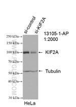 KIF2A Antibody in Western Blot (WB)