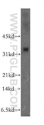 ULBP2 Antibody in Western Blot (WB)