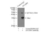 DNAJB9 Antibody in Immunoprecipitation (IP)