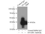 DNAJB1 Antibody in Immunoprecipitation (IP)