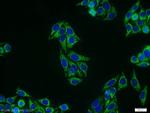 MLF1IP Antibody in Immunocytochemistry (ICC/IF)
