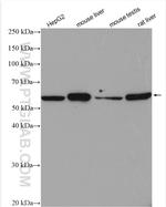 MLF1IP Antibody in Western Blot (WB)