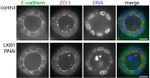 ZO-1 Antibody in Immunocytochemistry (ICC/IF)