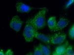 ISCA2 Antibody in Immunocytochemistry (ICC/IF)