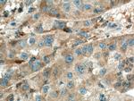 ISCA2 Antibody in Immunohistochemistry (Paraffin) (IHC (P))