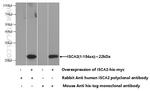 ISCA2 Antibody in Western Blot (WB)