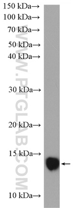 ISCA2 Antibody in Western Blot (WB)