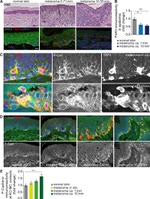 P-cadherin Antibody in Immunohistochemistry (Paraffin) (IHC (P))