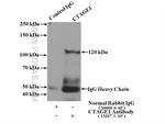 CTAGE1 Antibody in Immunoprecipitation (IP)