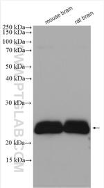 CEND1 Antibody in Western Blot (WB)