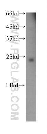 CEND1 Antibody in Western Blot (WB)