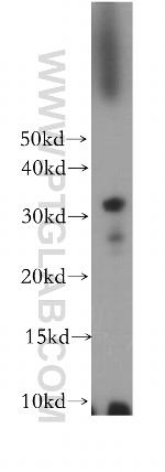 MS4A12 Antibody in Western Blot (WB)