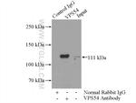 VPS54 Antibody in Immunoprecipitation (IP)