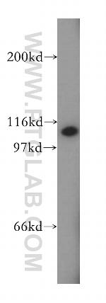 VPS54 Antibody in Western Blot (WB)