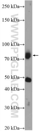 SCFD2 Antibody in Western Blot (WB)