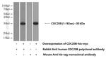 CDC20B Antibody in Western Blot (WB)