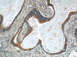 IHH Antibody in Immunohistochemistry (Paraffin) (IHC (P))