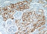 IHH Antibody in Immunohistochemistry (Paraffin) (IHC (P))