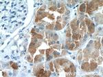 IHH Antibody in Immunohistochemistry (Paraffin) (IHC (P))