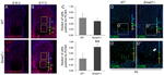 PCNA Antibody in Immunohistochemistry (IHC)