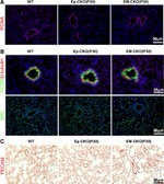 PCNA Antibody in Immunohistochemistry (IHC)