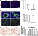 PCNA Antibody in Immunohistochemistry (IHC)