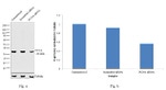 PCNA Antibody in Western Blot (WB)