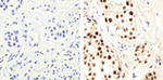 PCNA Antibody in Immunohistochemistry (Paraffin) (IHC (P))