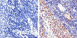 PCNA Antibody in Immunohistochemistry (Paraffin) (IHC (P))