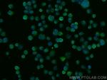 Galectin-4 Antibody in Immunocytochemistry (ICC/IF)