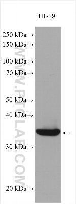 Galectin-4 Antibody in Western Blot (WB)