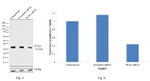 PCNA Antibody