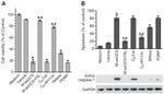 p53 Antibody in Western Blot (WB)