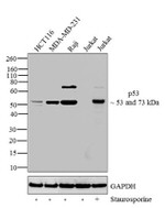 p53 Antibody in Western Blot (WB)