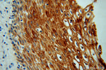 KIF22 Antibody in Immunohistochemistry (Paraffin) (IHC (P))