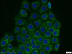 PHACTR4 Antibody in Immunocytochemistry (ICC/IF)