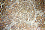 RAB27B Antibody in Immunohistochemistry (Paraffin) (IHC (P))